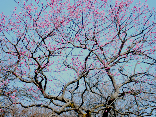 kairakuen ume tree